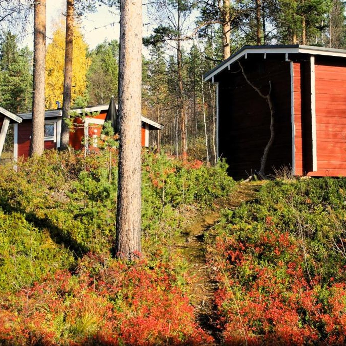 Red cottages among forest trees in autumn