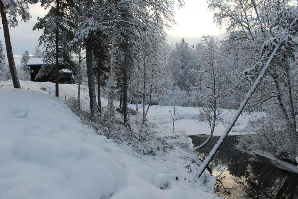 Snow-covered forest by the river