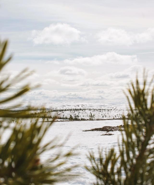 Bright snow-covered landscape framed by pine branches