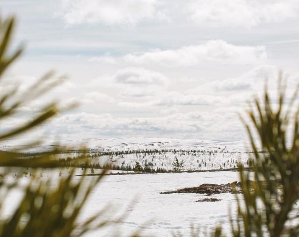 Bright snow-covered landscape framed by pine branches