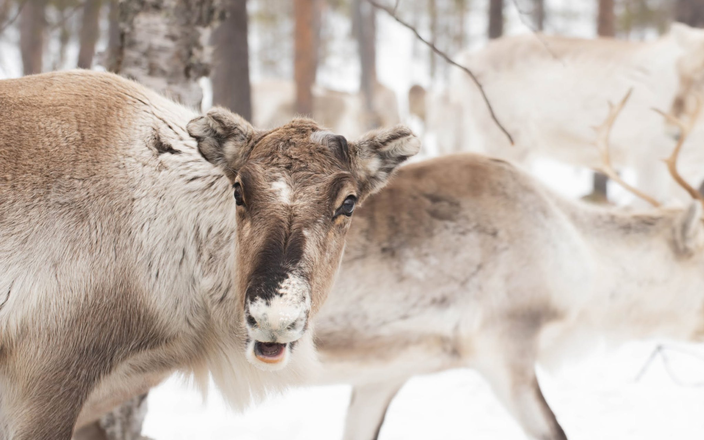 Meet the Reindeer & Outdoor Lunch