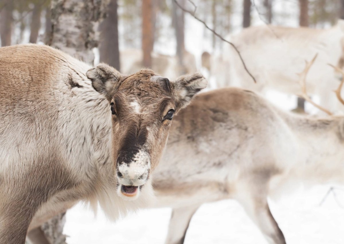 Meet the Reindeer & Outdoor Lunch