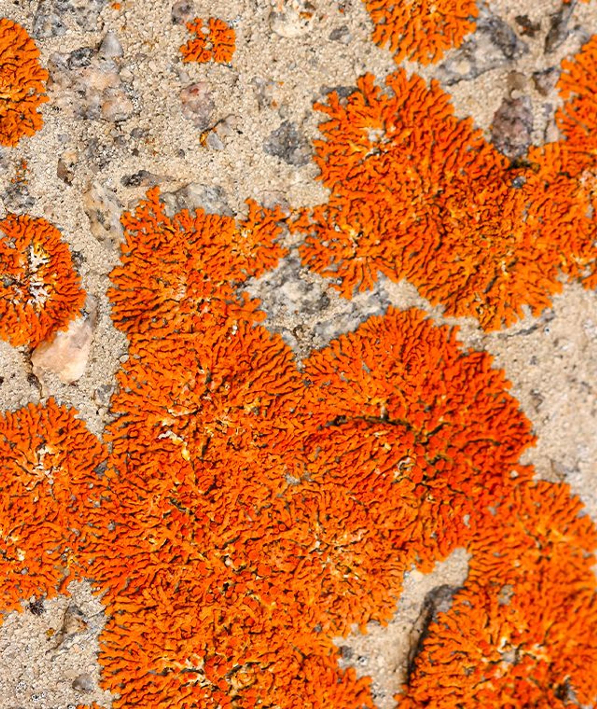 Mousses et lichens