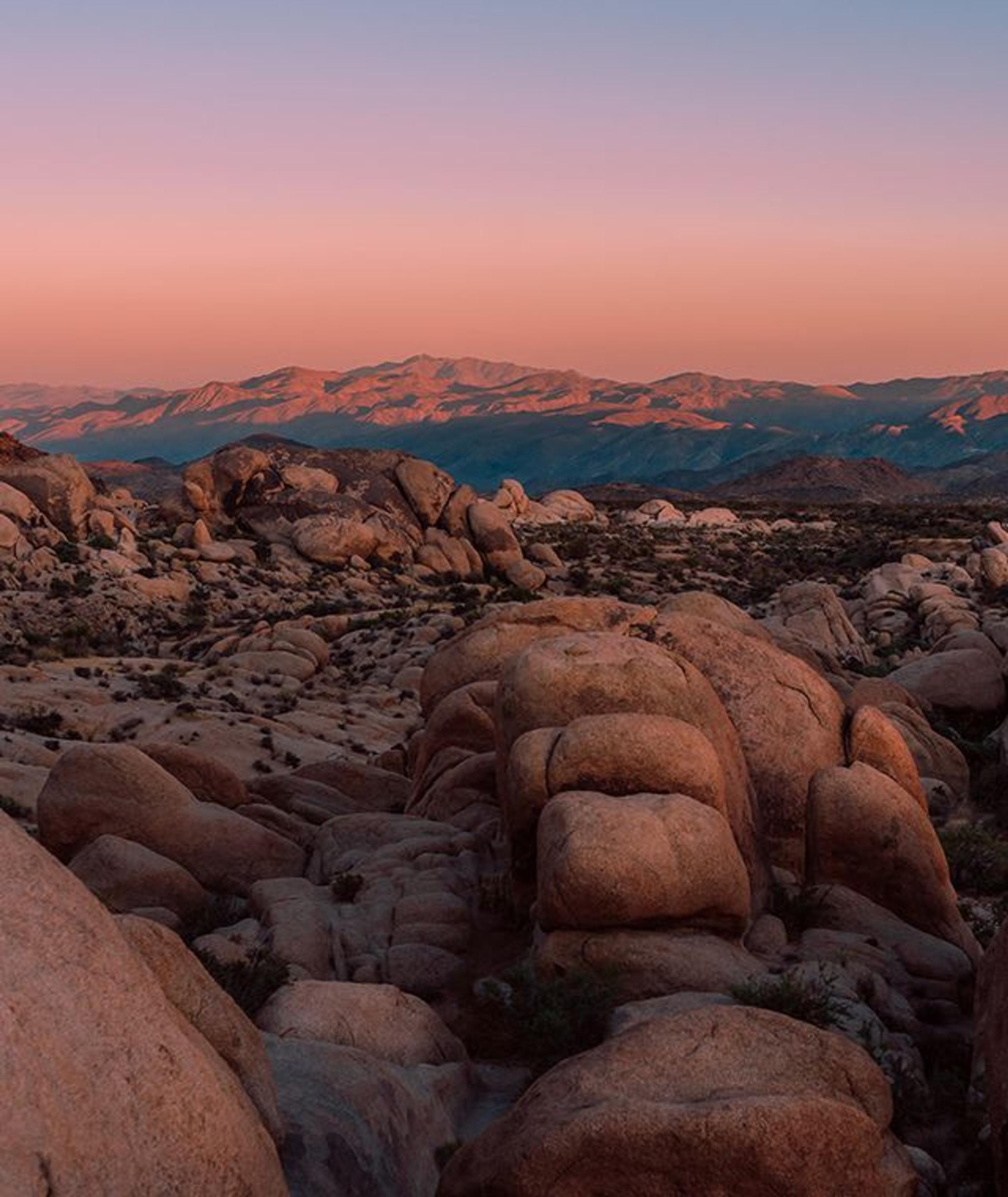 Le parc national de Joshua Tree