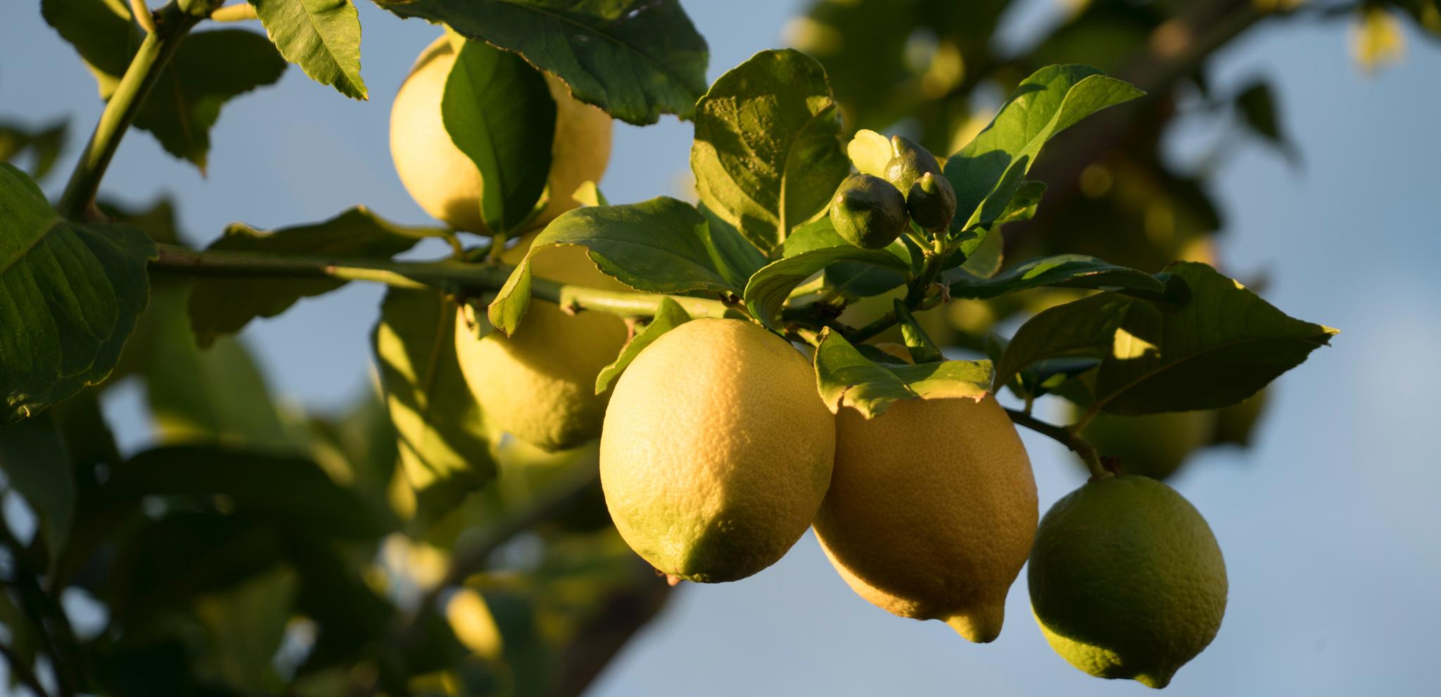 Decoración Inspirada en los Cítricos