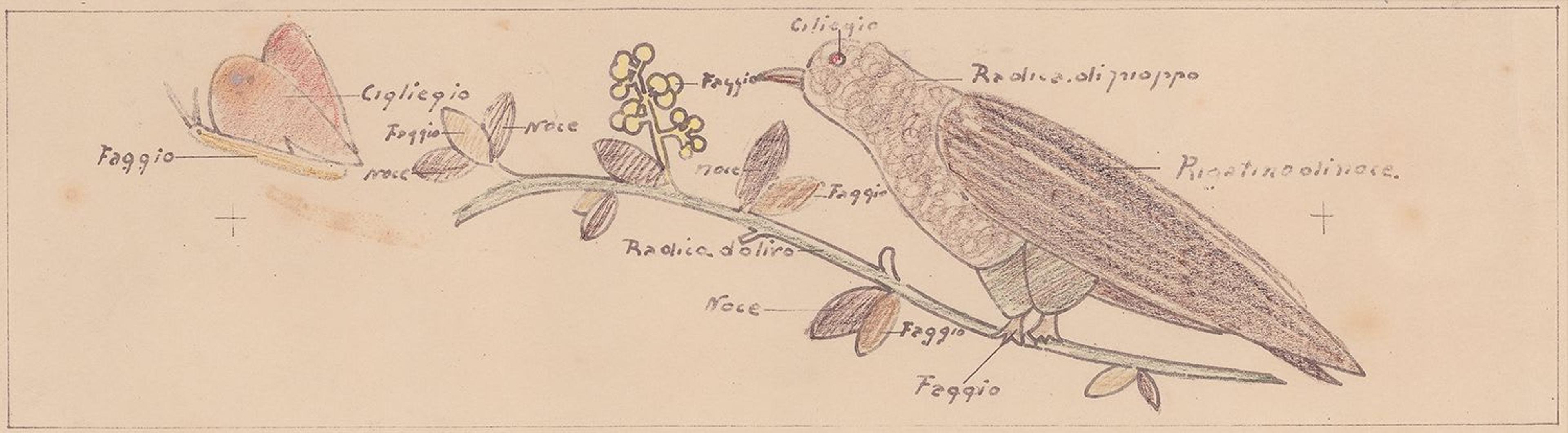 Preliminary drawing for wood carving by Antonio Berdondini