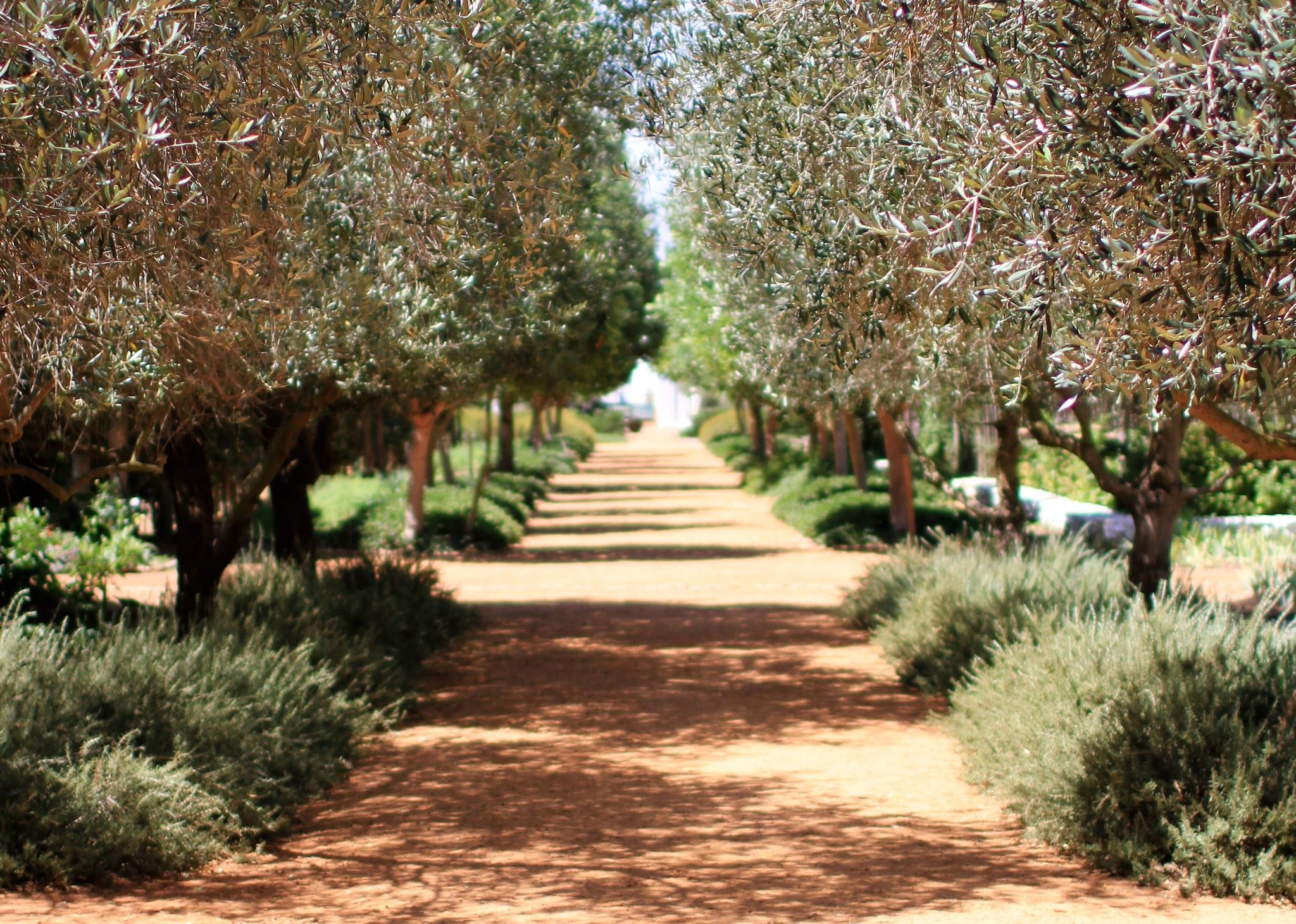Olive Harvesting Season Celebration