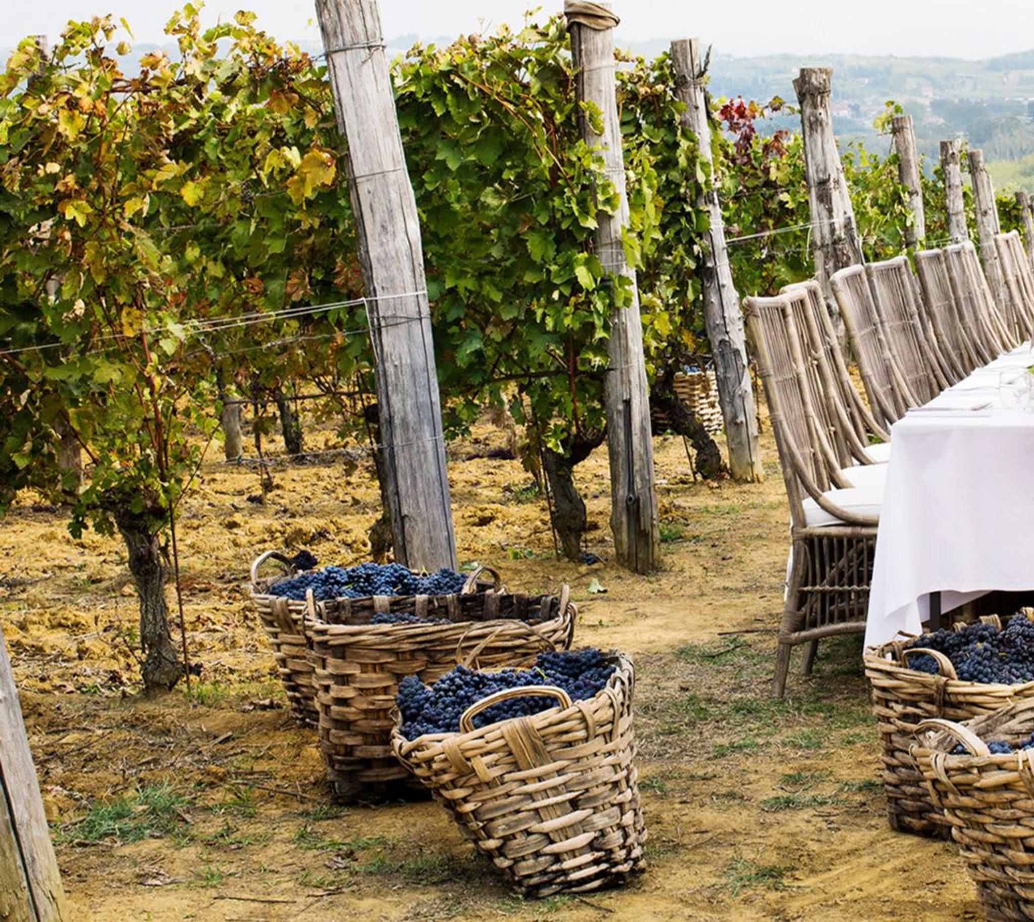 Wine Wonders