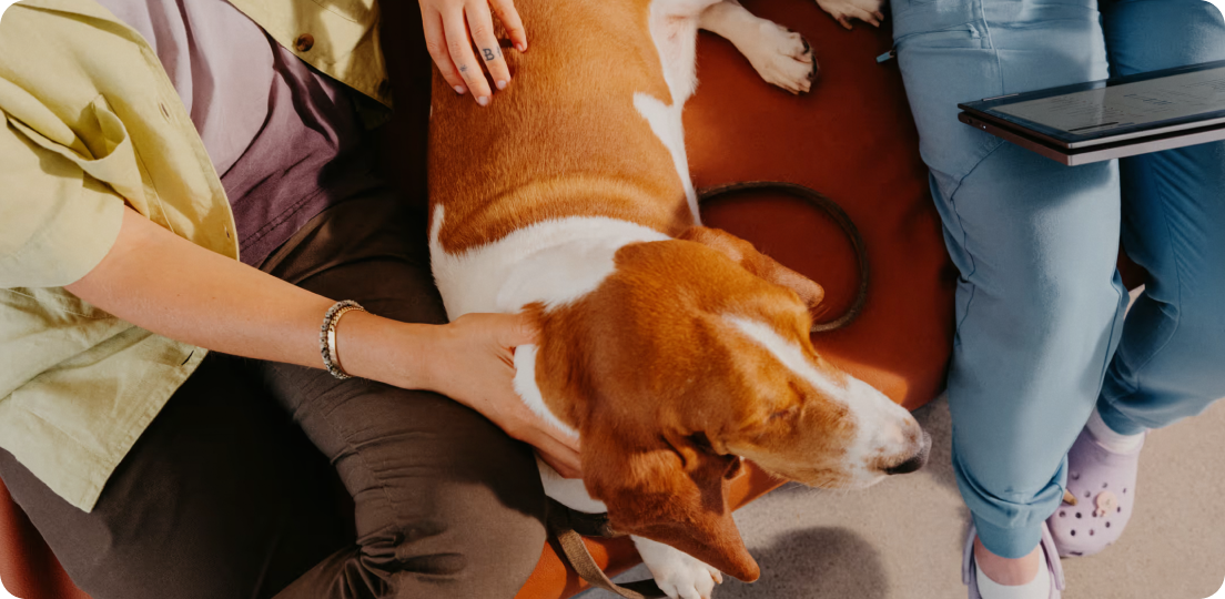 Smiling light brown dog with its tongue out, its face playfully squished by a human hand.