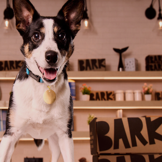 A black, white, and tan dog smiles at the camera, wearing a blue collar with a gold tag, against a blurred background of Bark-branded shelves and boxes.