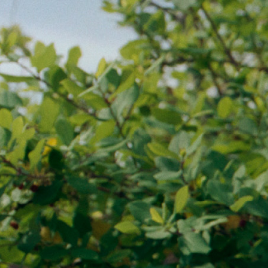 Dense green foliage with some lighter leaves.