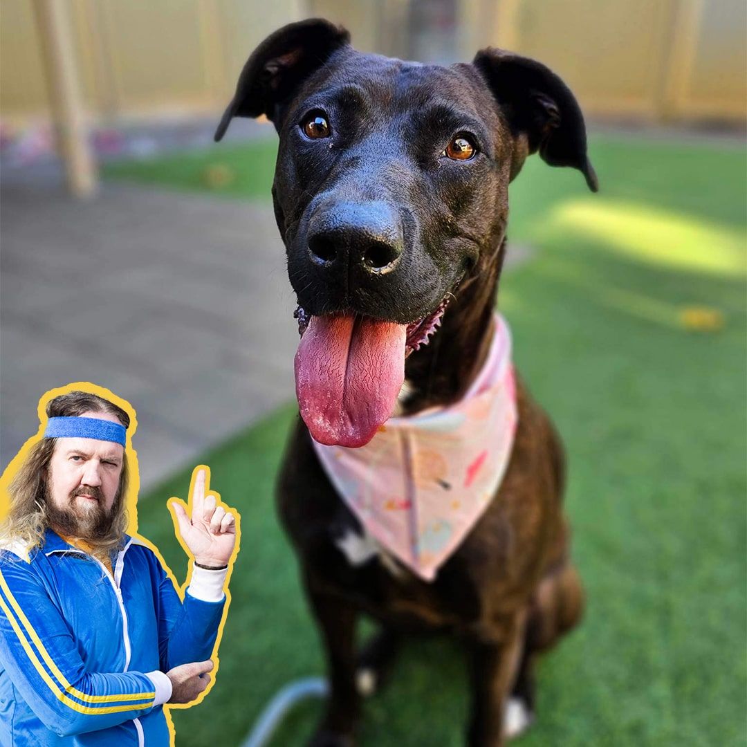k9 rescue group