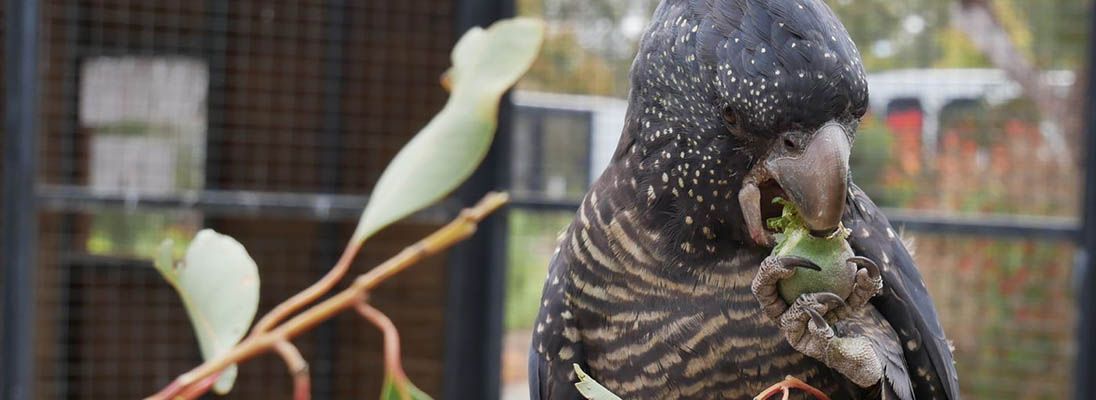 Cockatoo 1096x400 1