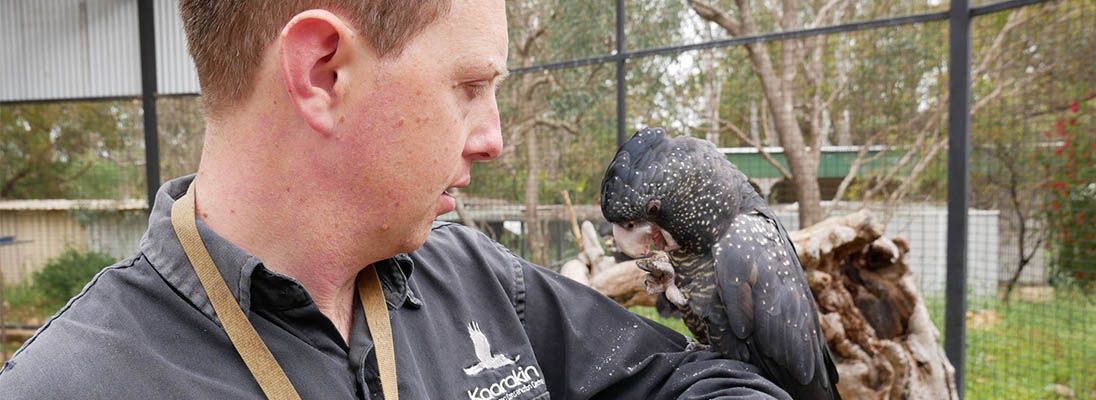 Cockatoo 1096x400 3