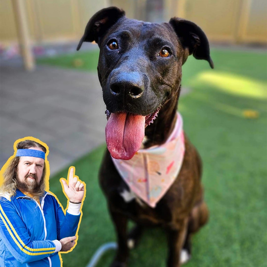 k9 rescue group