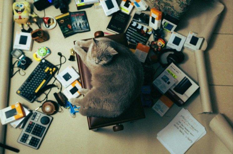 Pet owner's guide to electronics warranties that save money