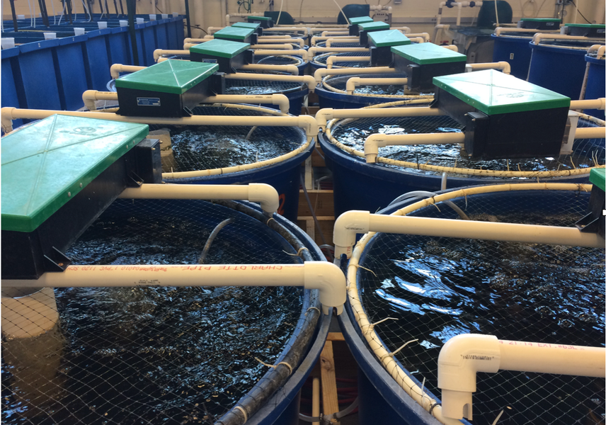 What is a Recirculating Aquaculture System (RAS)? — A Compact Guide for Canada (2025)
