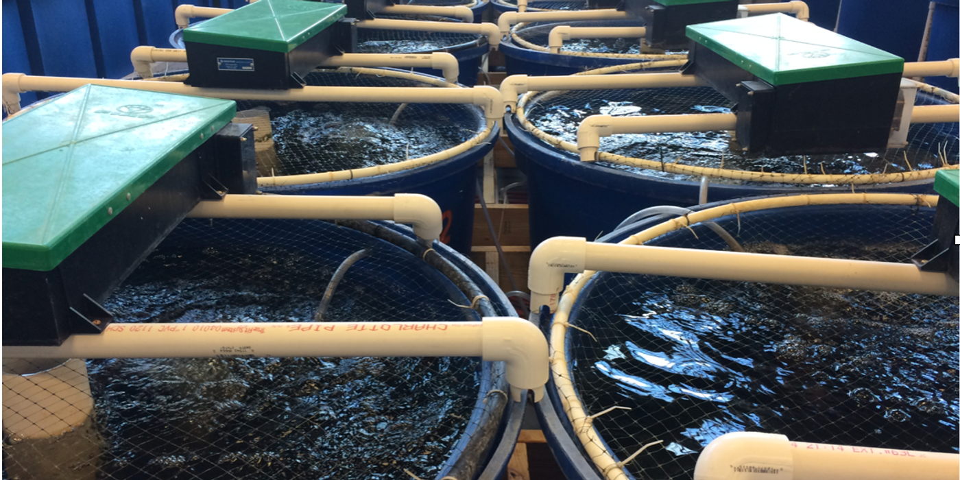 What is a Recirculating Aquaculture System (RAS)? — A Compact Guide for Canada (2025)