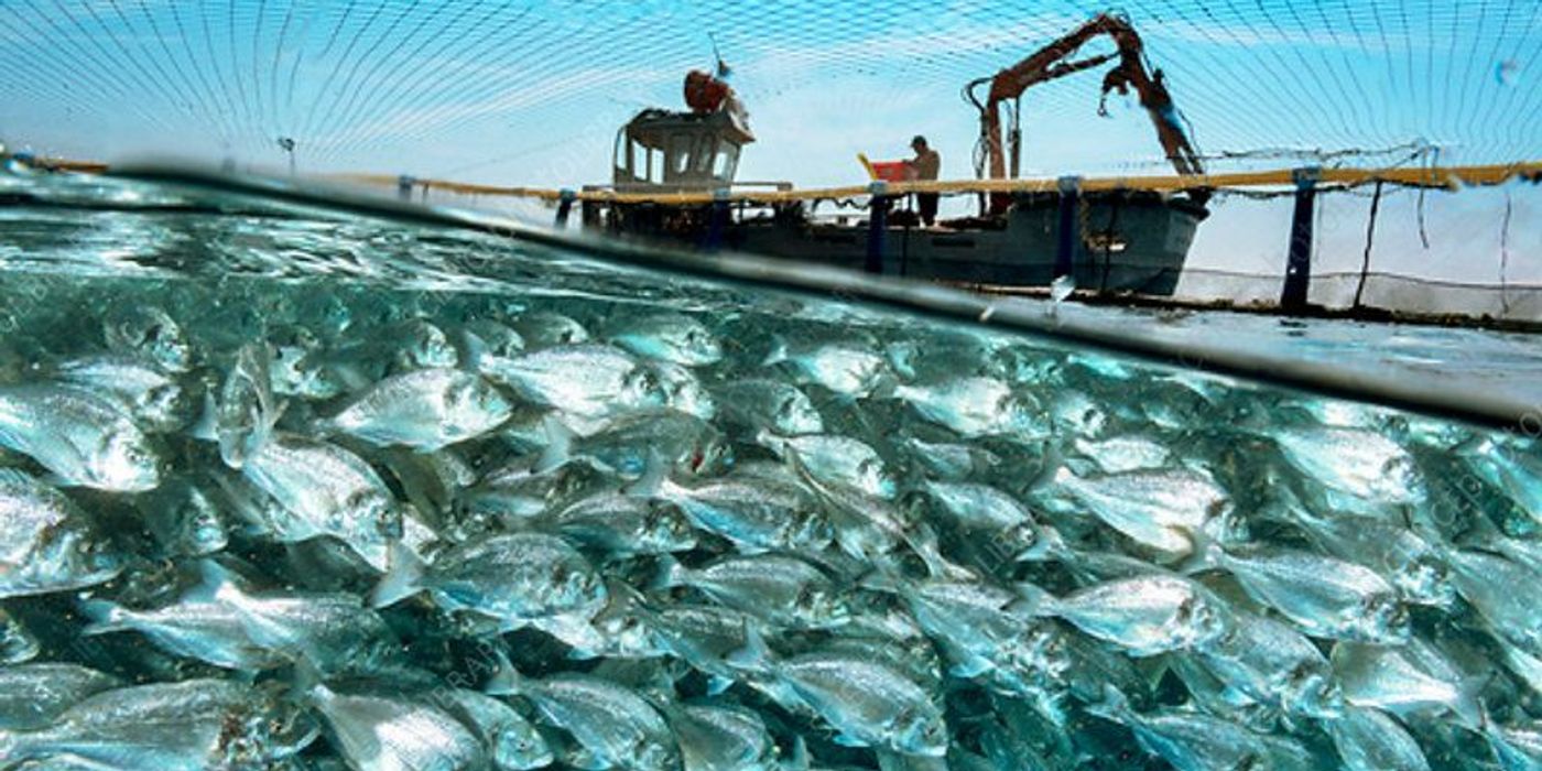 How Machine Learning is Transforming Fish Farming in Canada