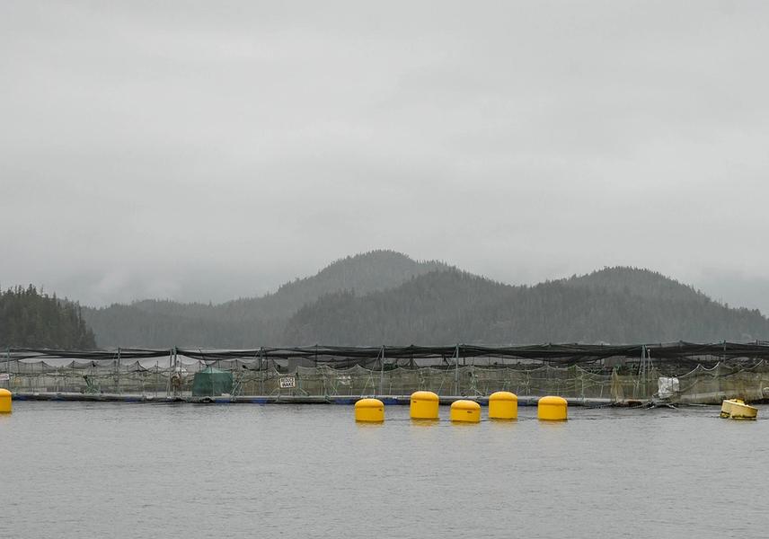 British Columbia Aquaculture Companies Win Legal Victory Against Federal Government