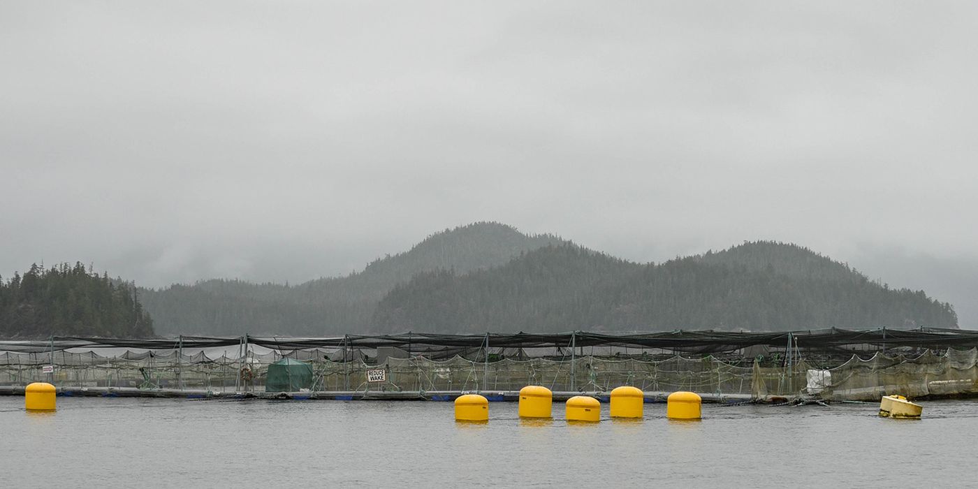 British Columbia Aquaculture Companies Win Legal Victory Against Federal Government