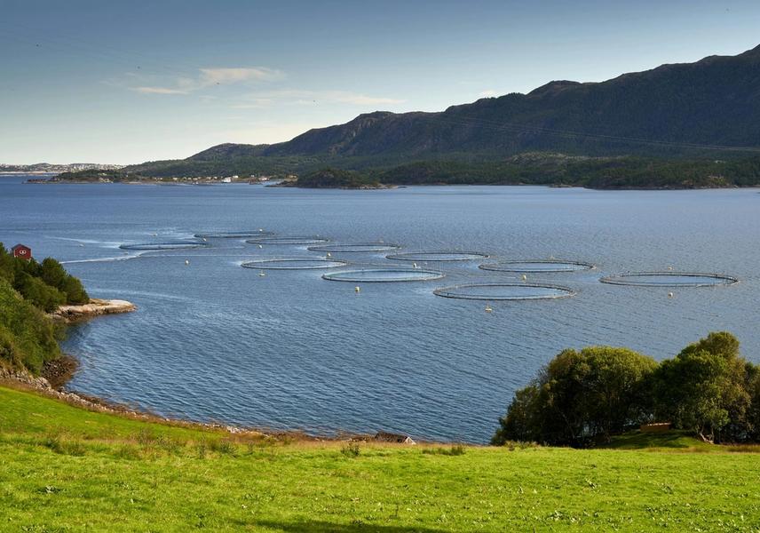 Mowi Confirms Third Salmon Mortality Event in Newfoundland as Climate Pressures Mount