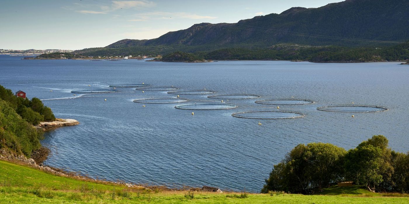 Mowi Confirms Third Salmon Mortality Event in Newfoundland as Climate Pressures Mount