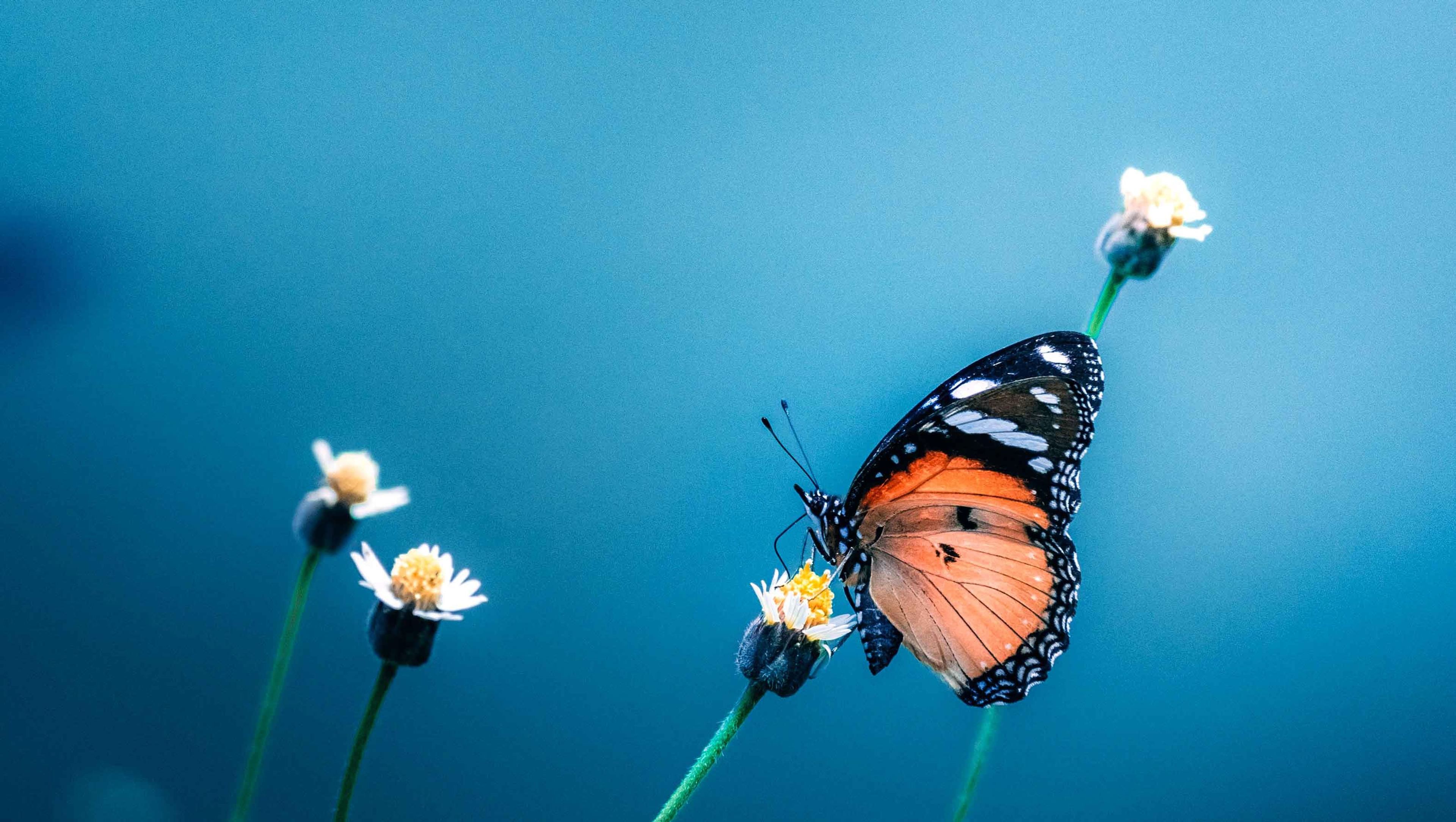 Ways to Donate Karmê Chöling