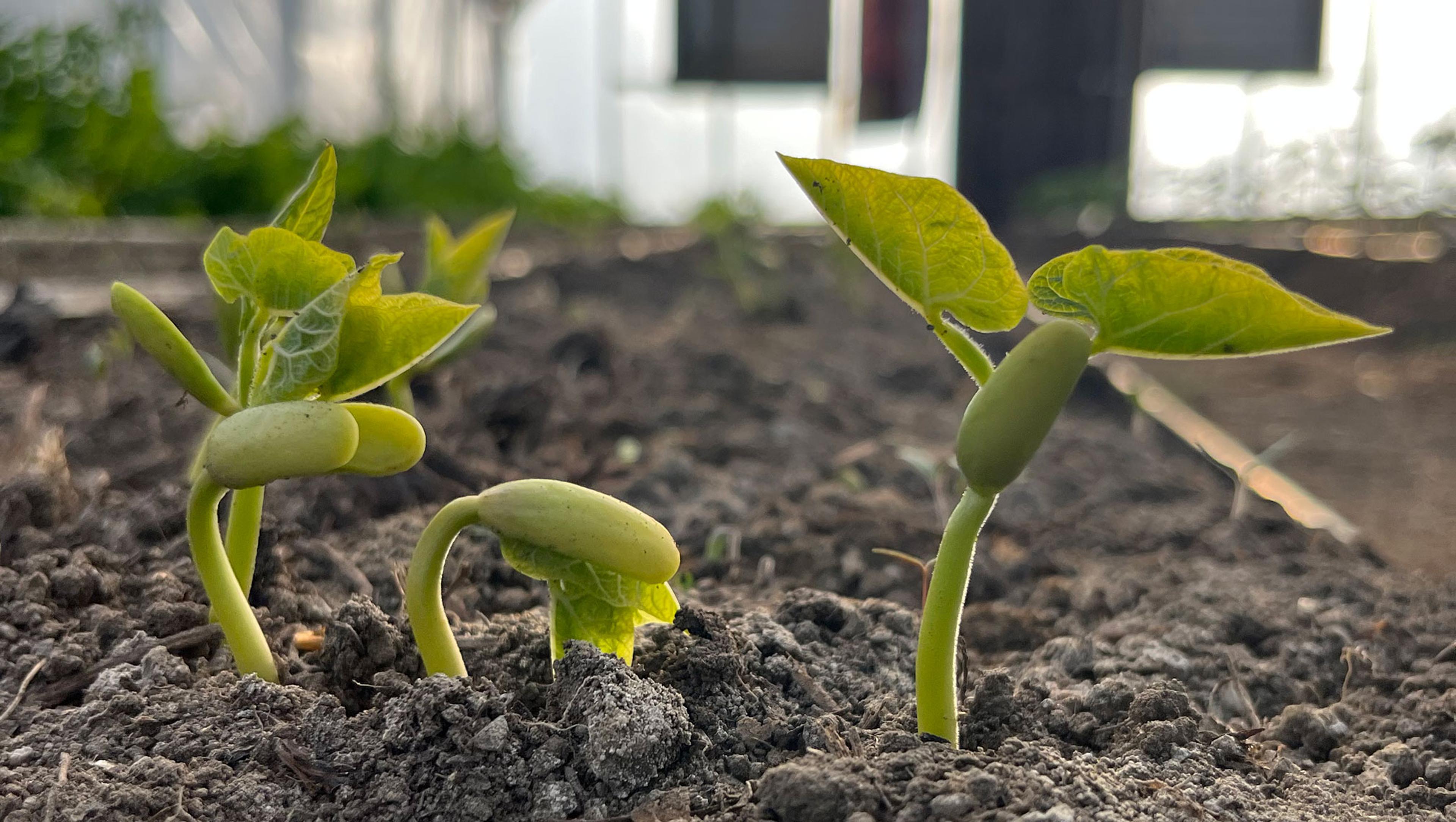 Bean Sprouts Karme Choling