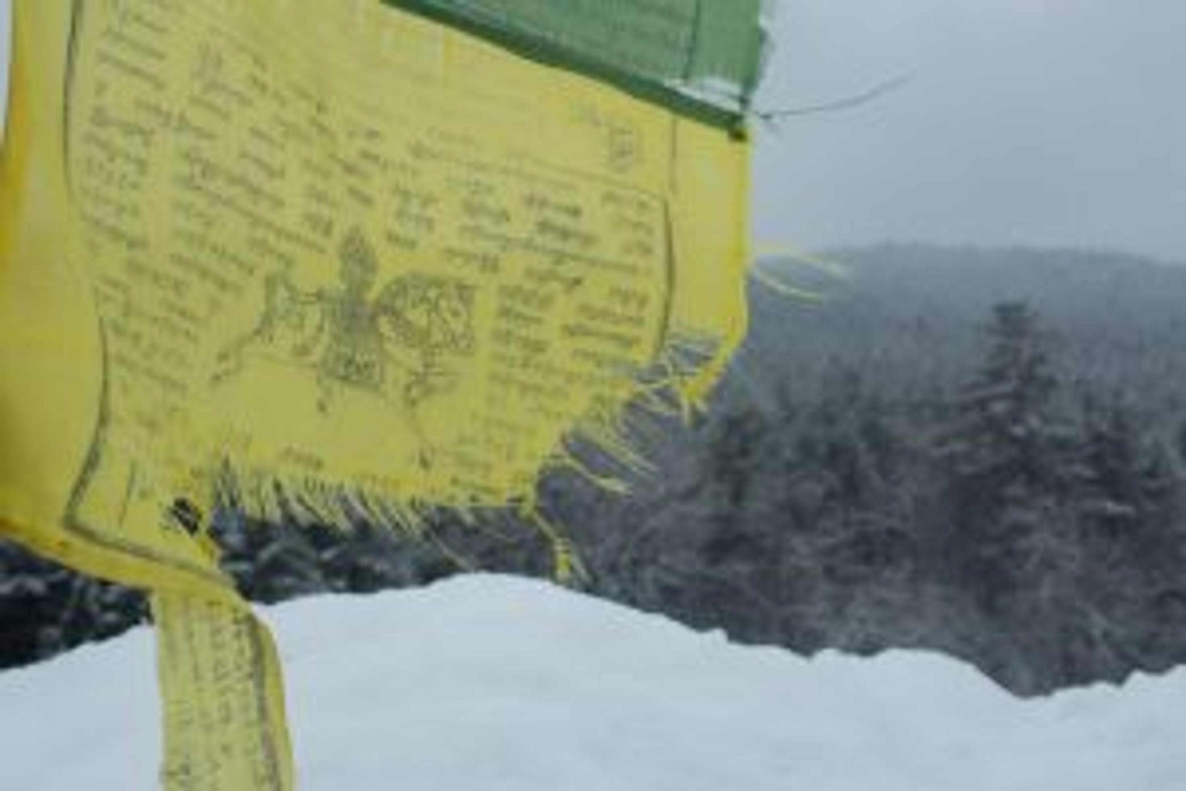 Yellow Windhorse 300 X 200