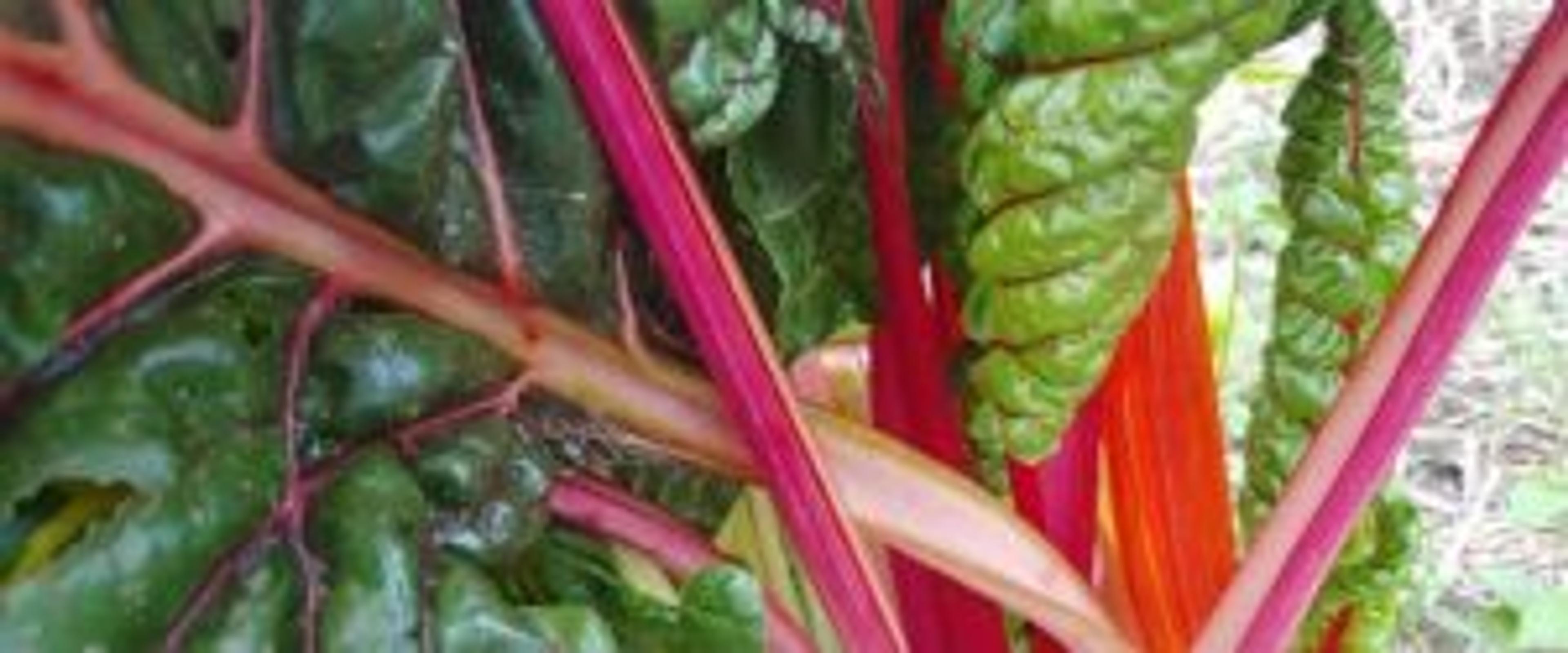 Chard from KCL Garden