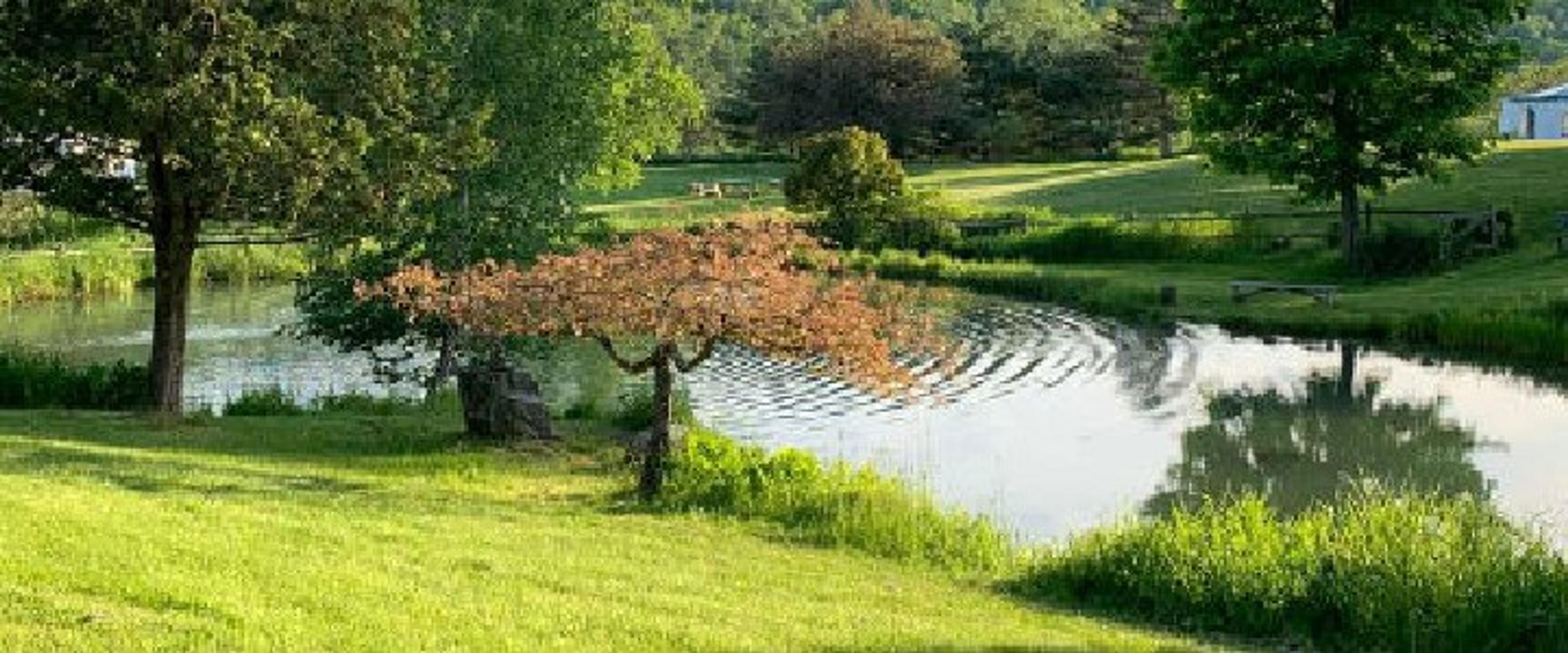 Kcl Pond