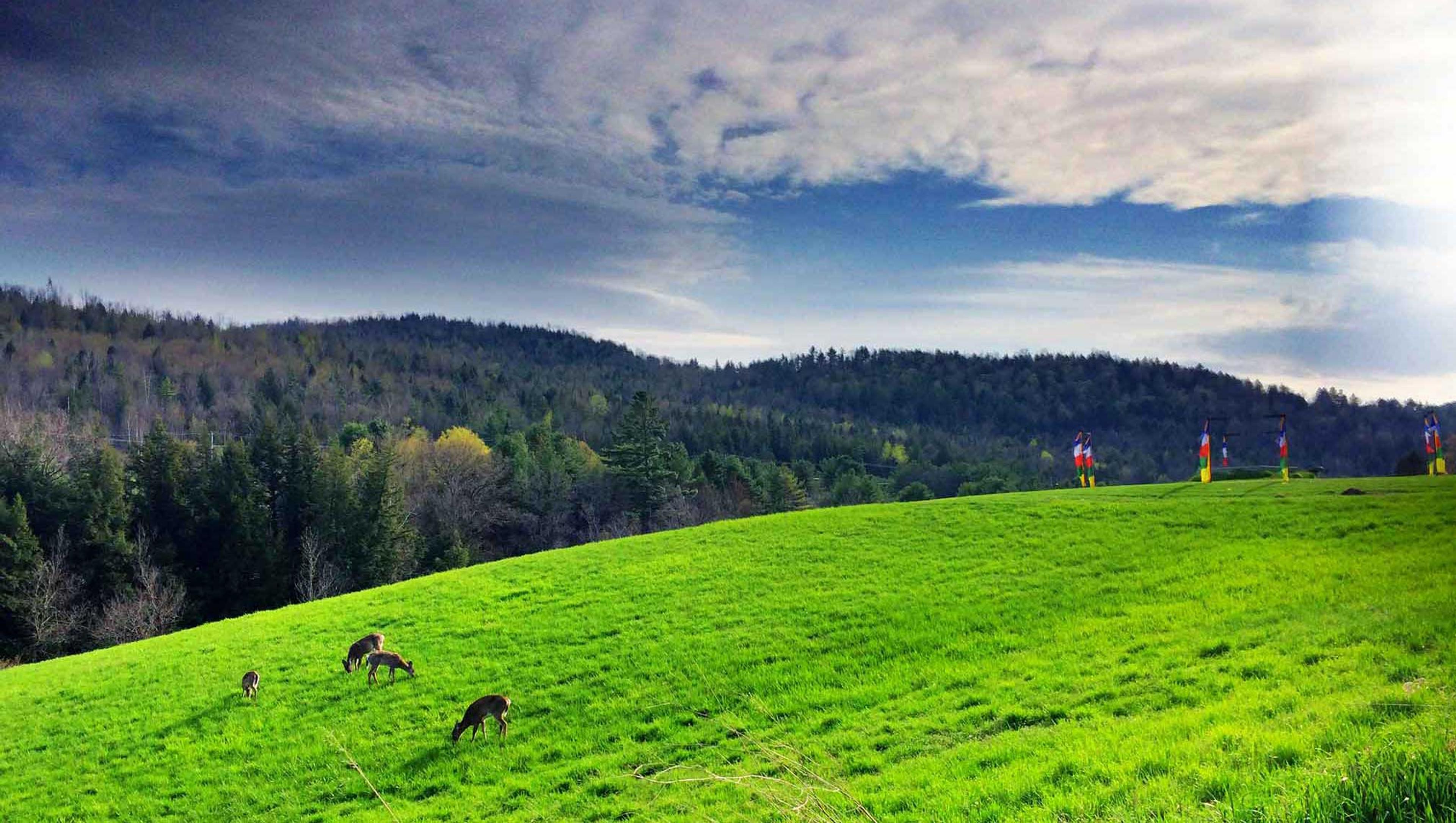 The beautiful Vermont land at Karme Choling meditation retreat center