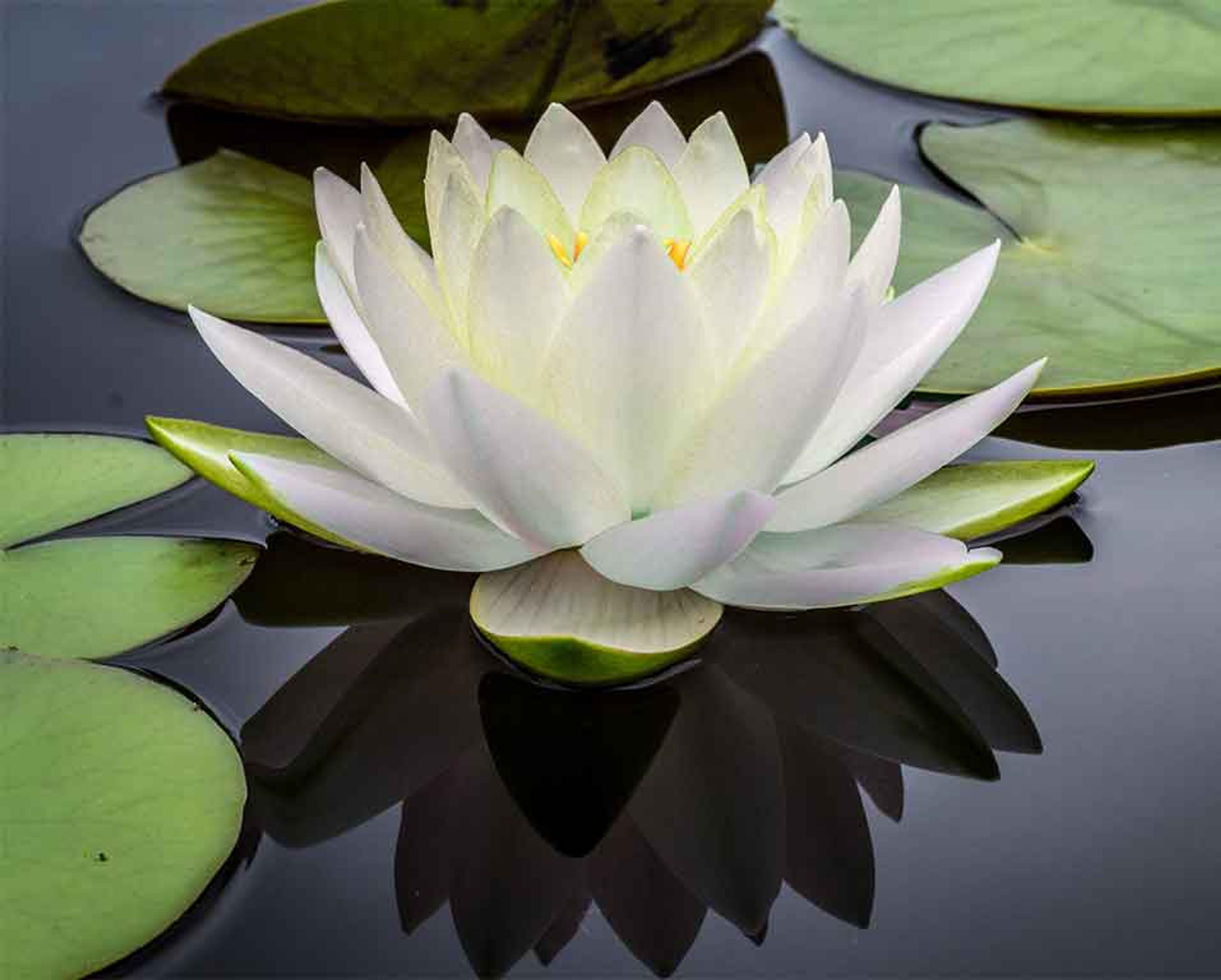 Take a personal meditation retreat at Karmê Chöling