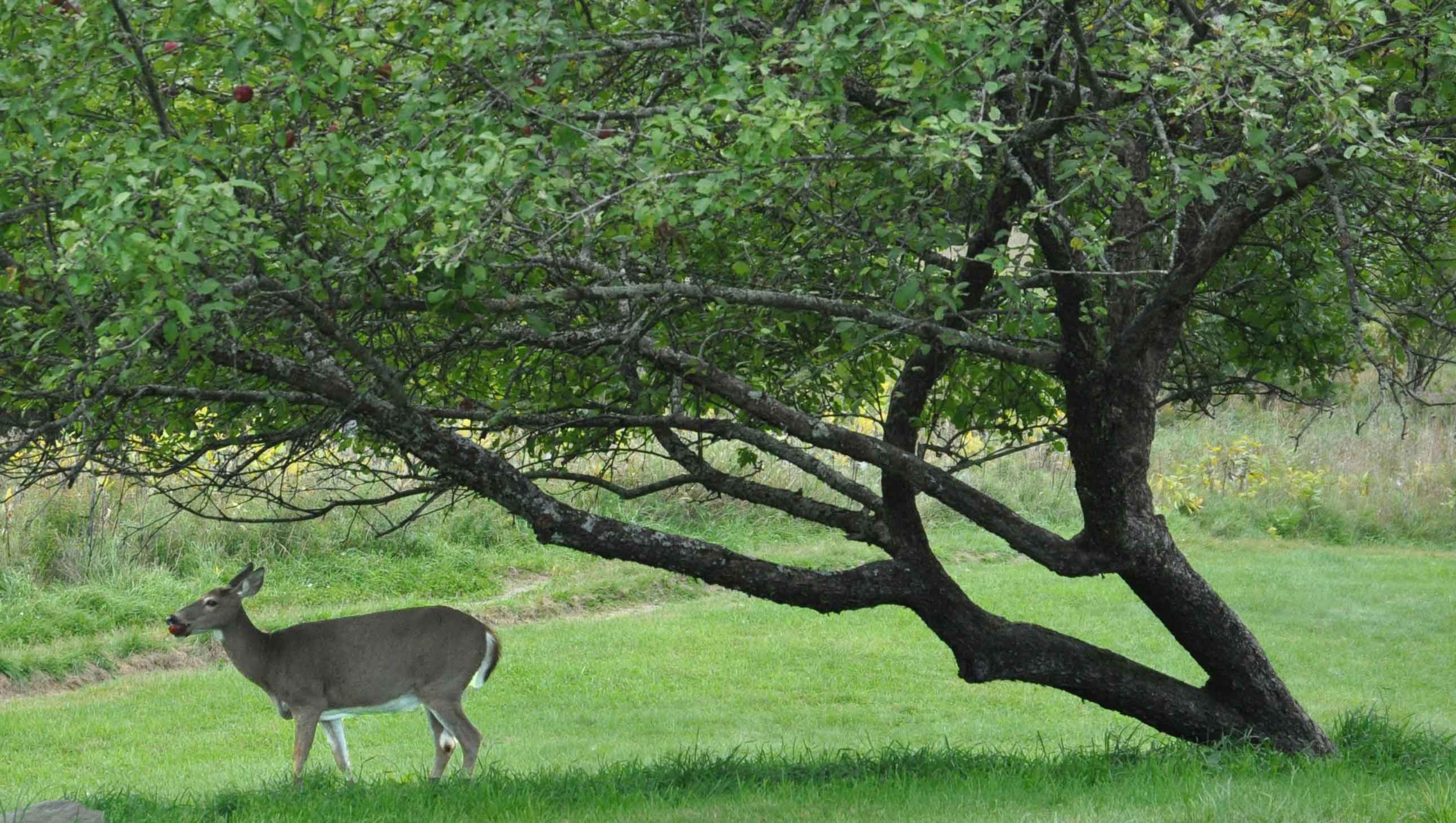Deer at Karme Choling Meditation Retreat Center, Vermont
