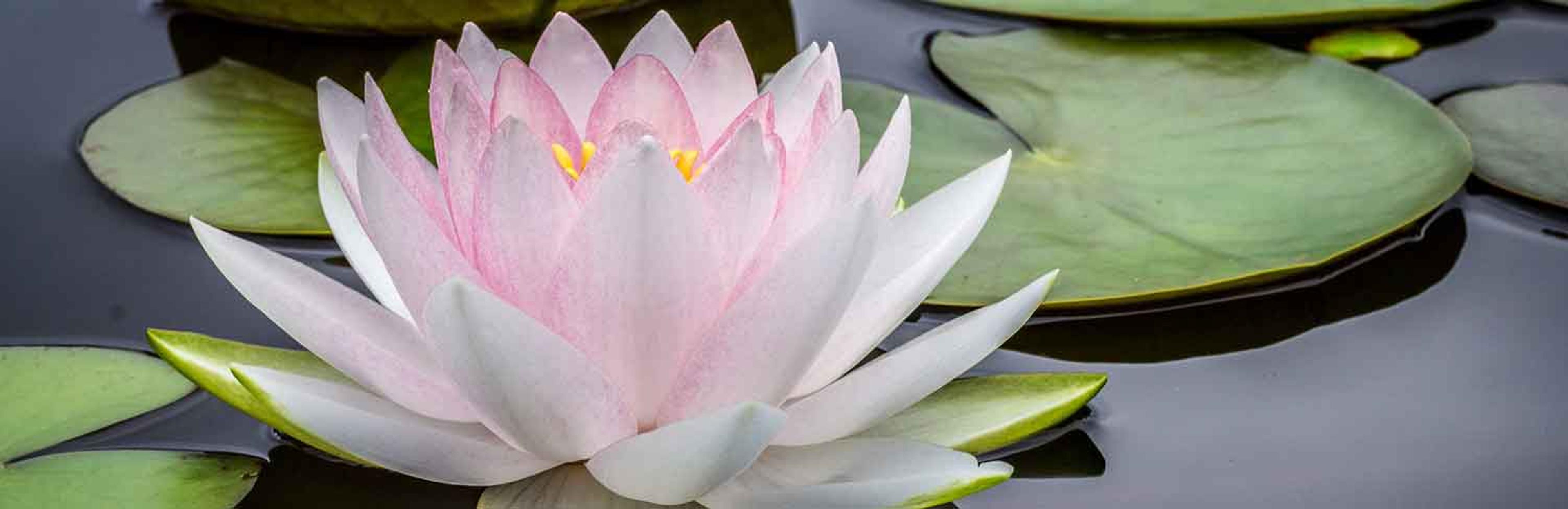 Inclusivity at Karme Choling Meditation Retreat Center, Vermont