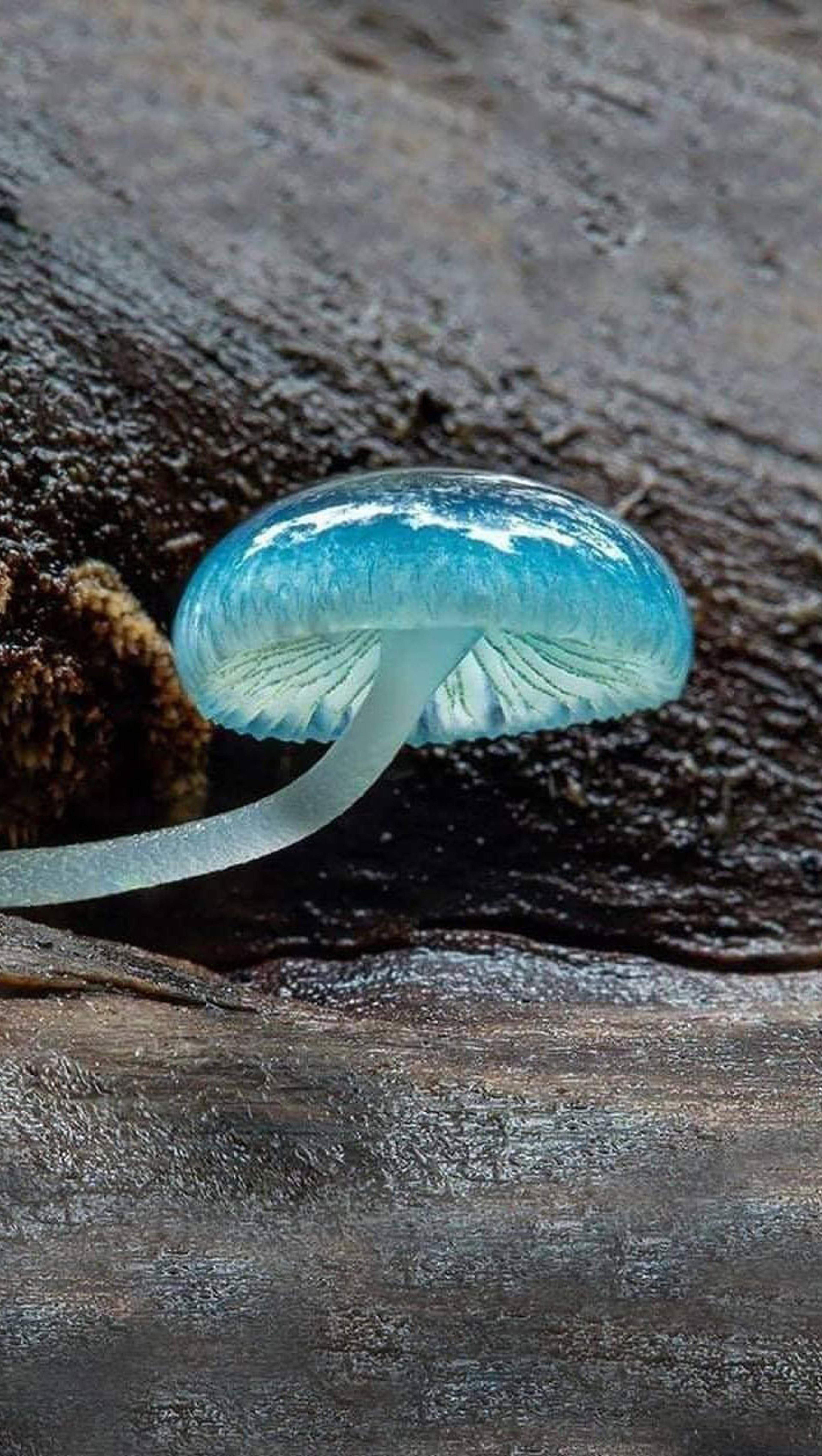 Luminous Blue Mushroom