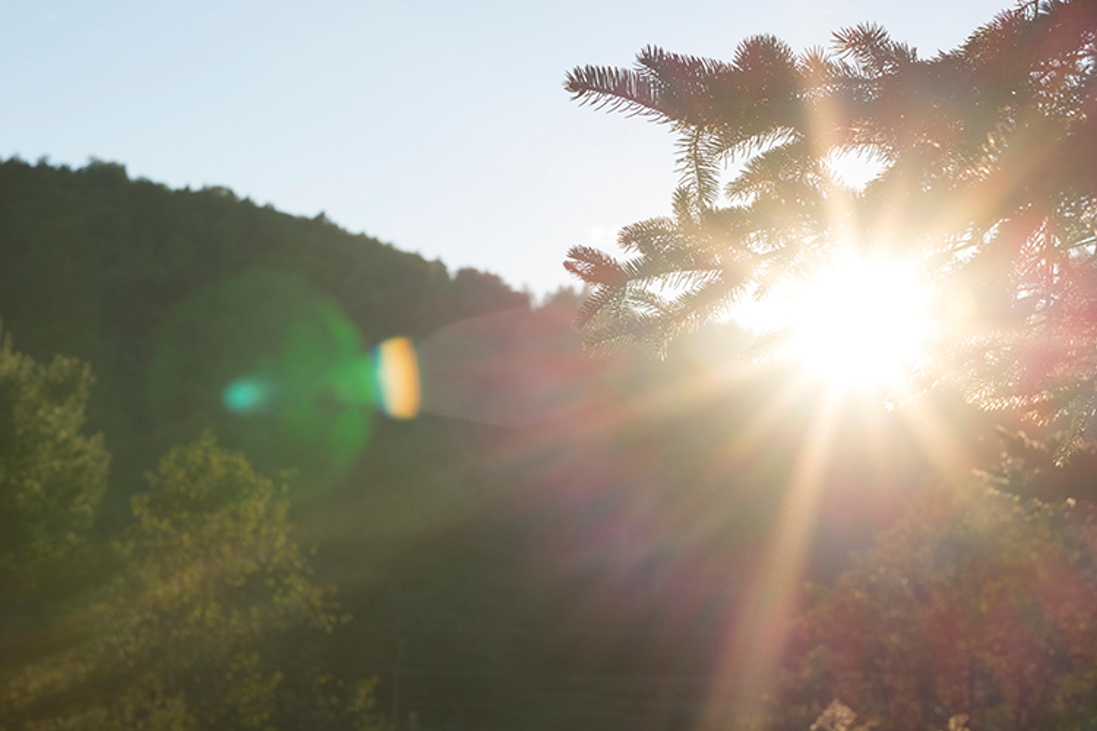 sun-through-pines