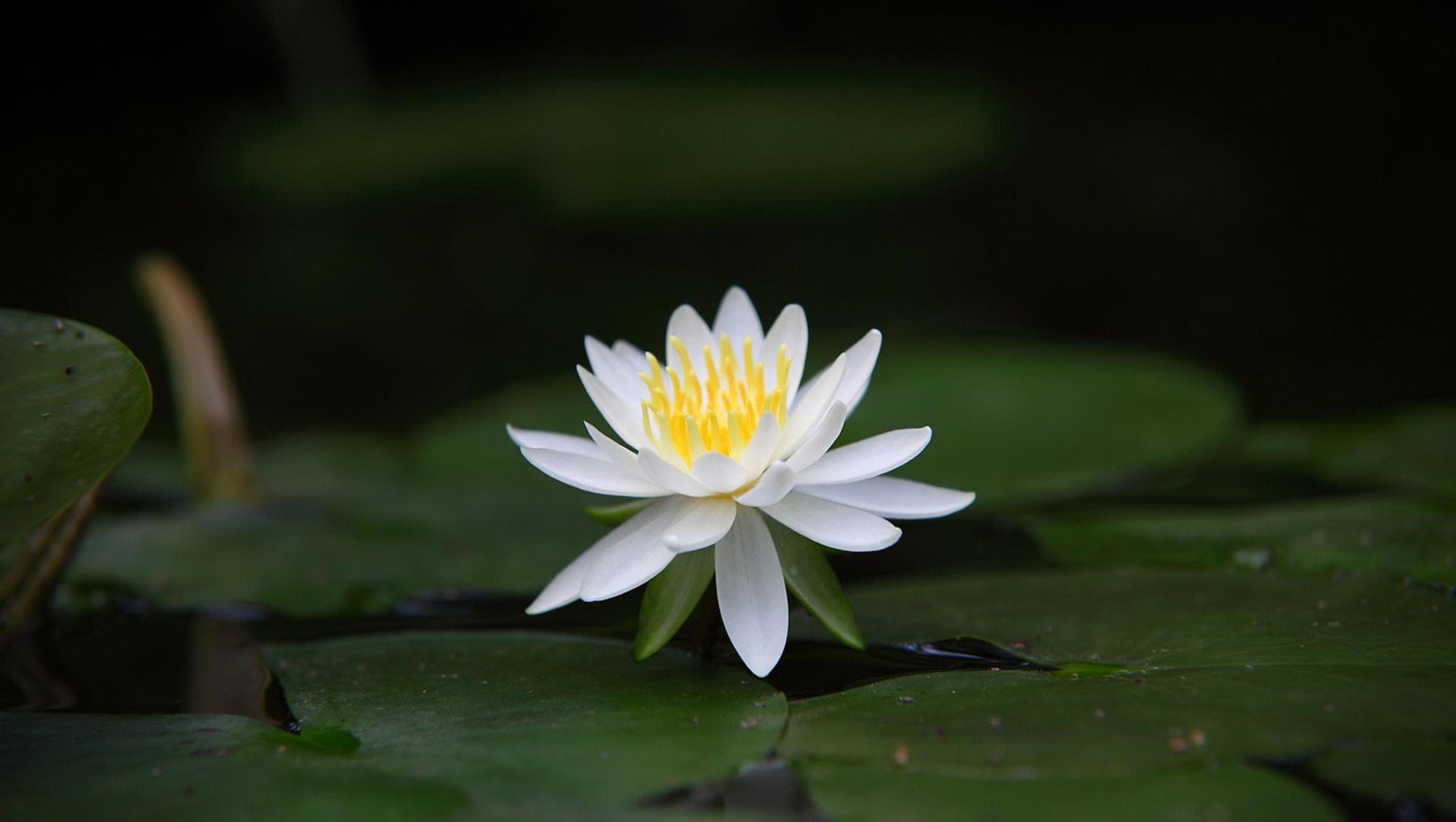 Reclaim Aging Lotus
