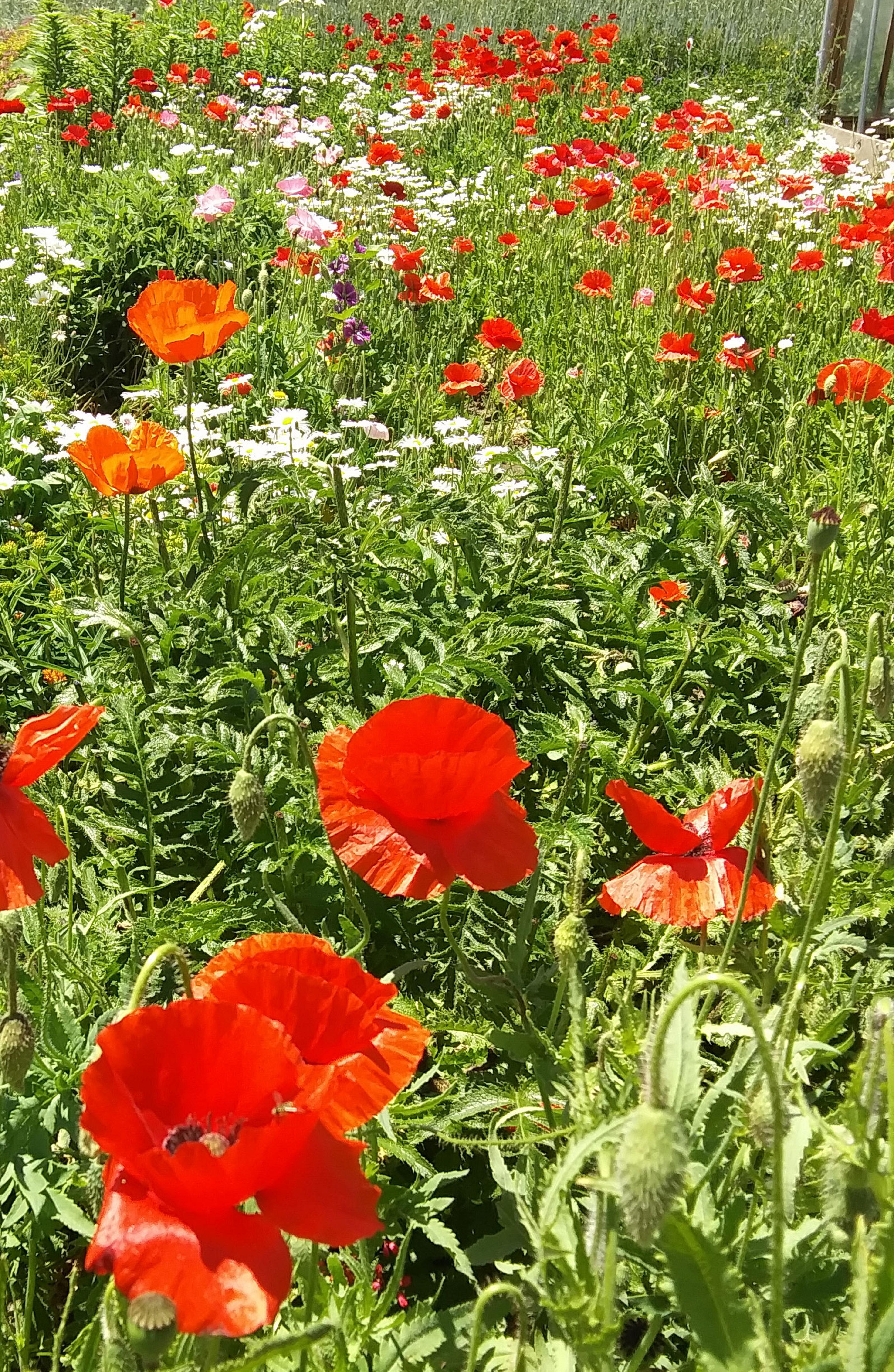 Karme Choling Poppy Field