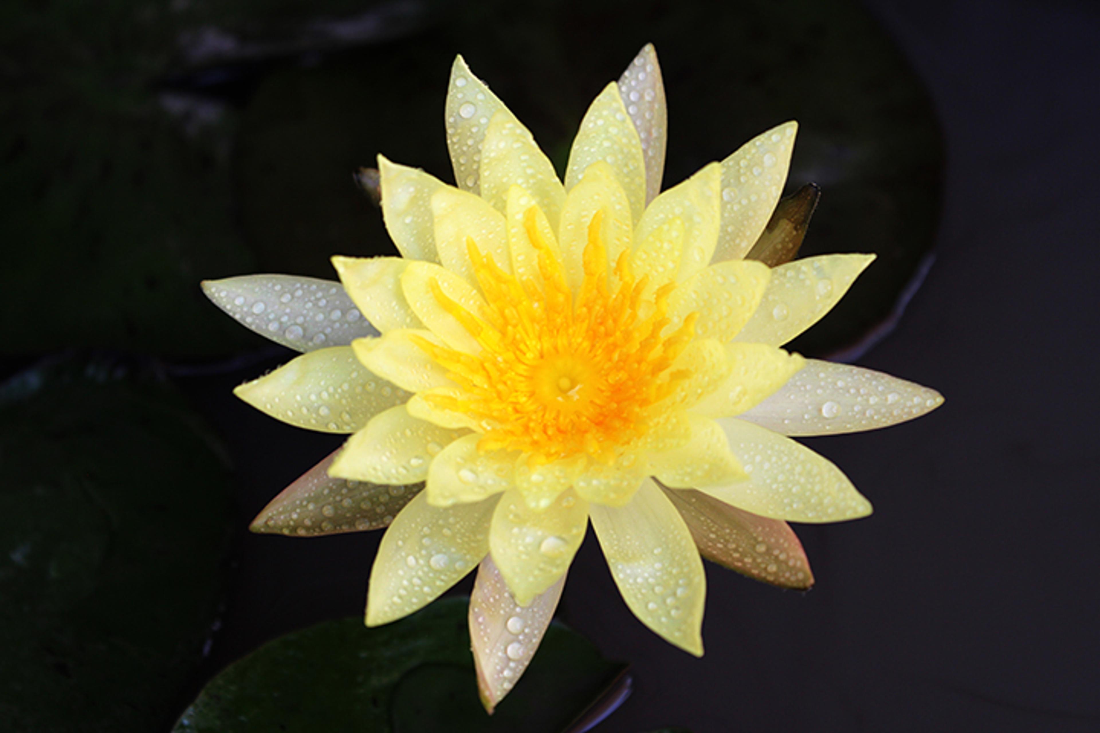 Yellow Lotus flower