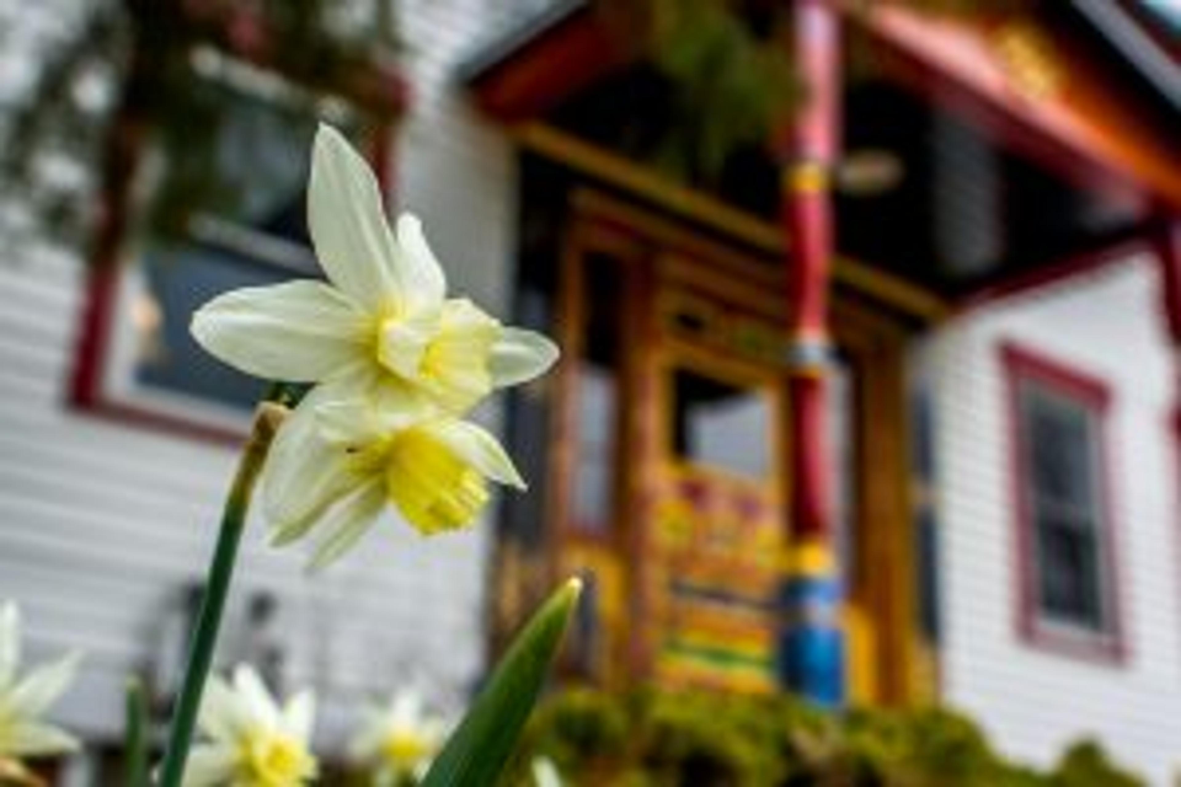 May Flowers 300 X 200