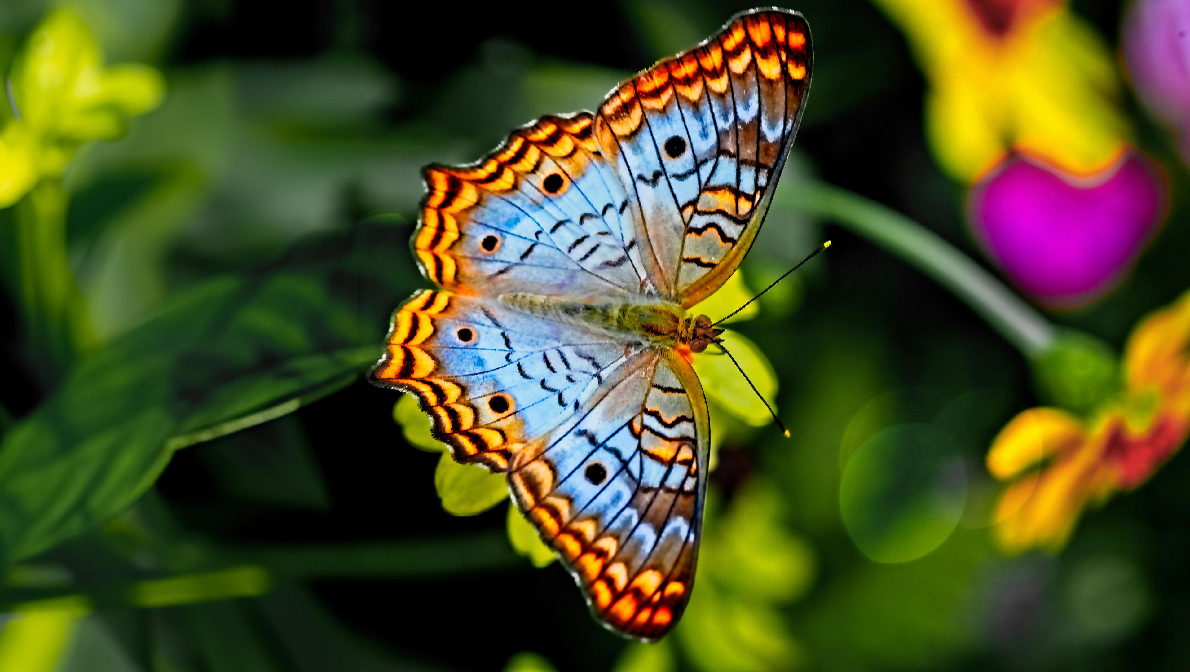 Multi Colored Butterfly