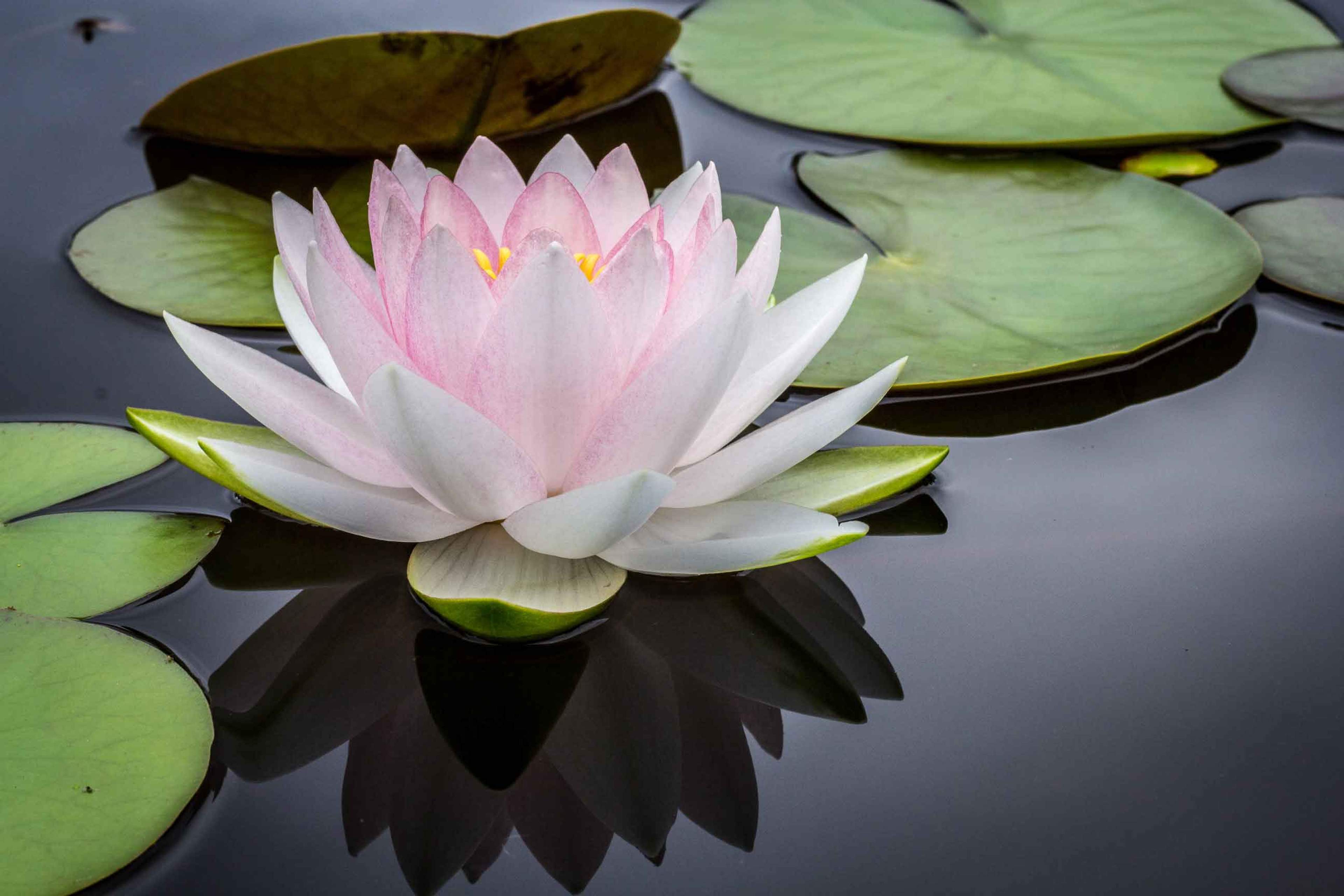 Care & conduct policies at Karme Choling Meditation Retreat Center, Vermont