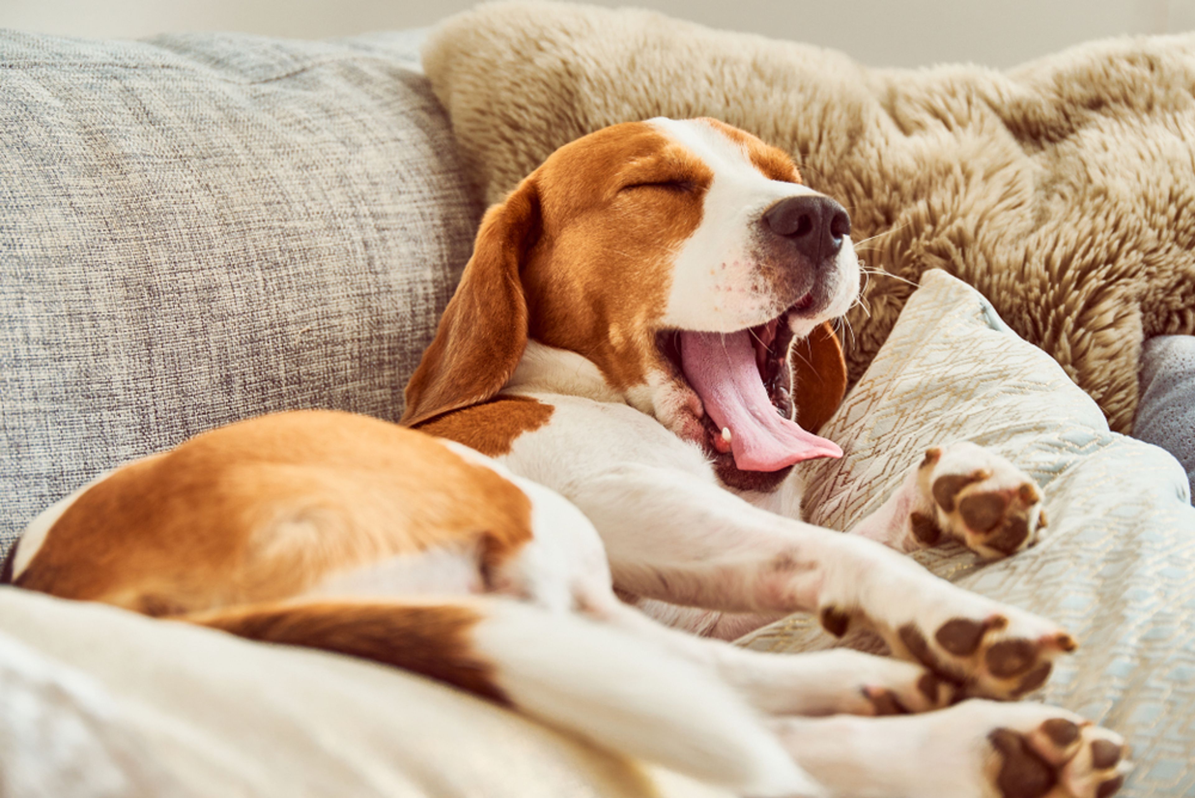 beagle sbadiglia sul divano