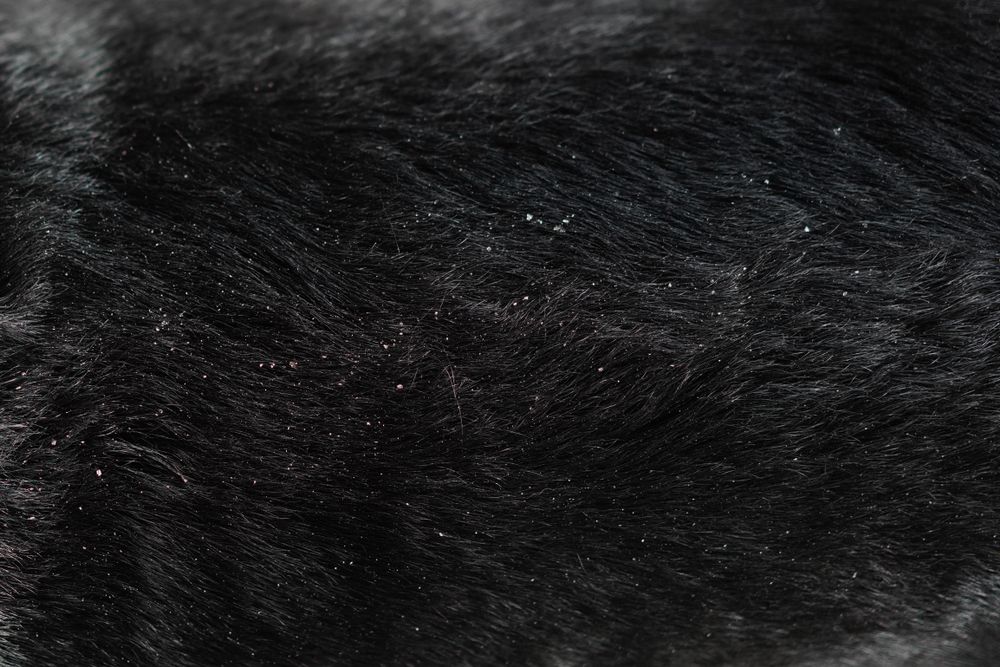 zoom pelo nero di cane con forfora