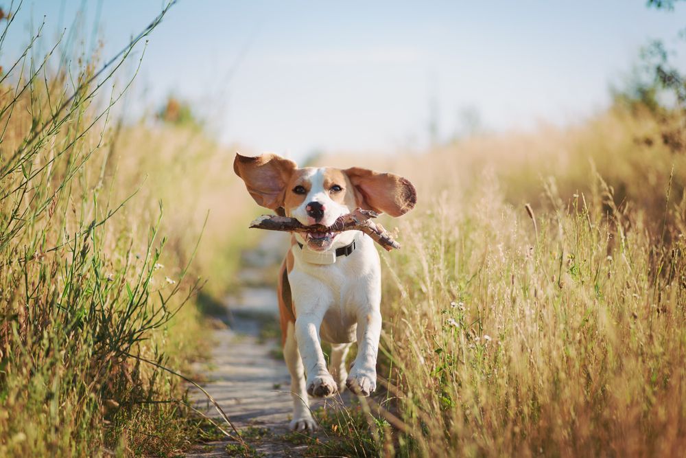 beagle corre in un campo 