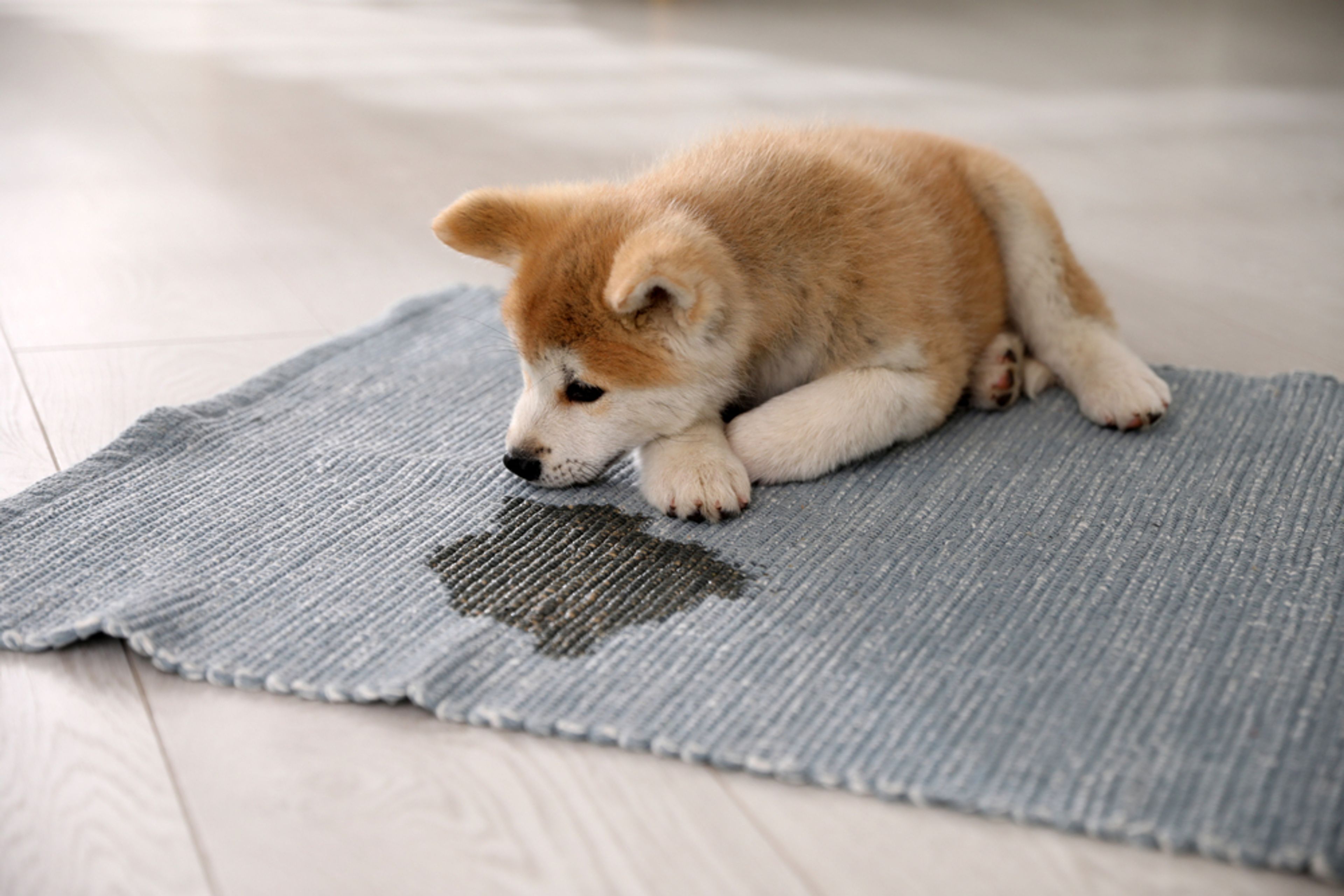 husky sul tappeto affianco a una macchia di pipi