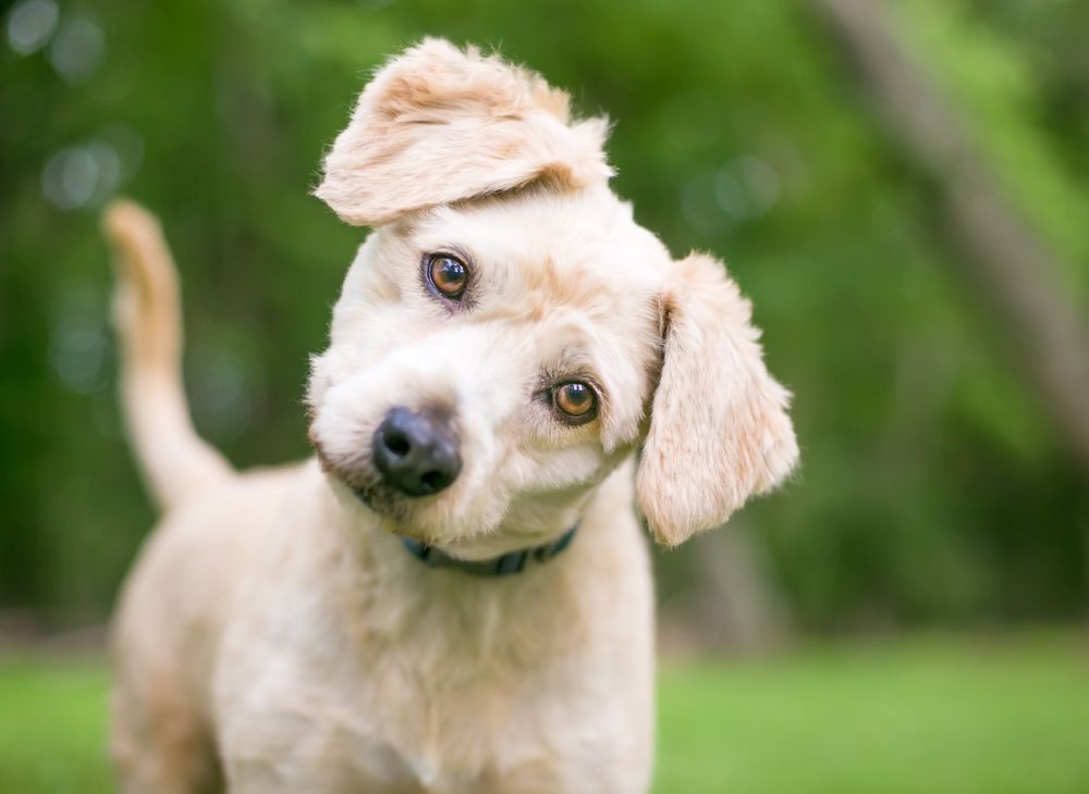Labrador cucciolo con testa inclinata