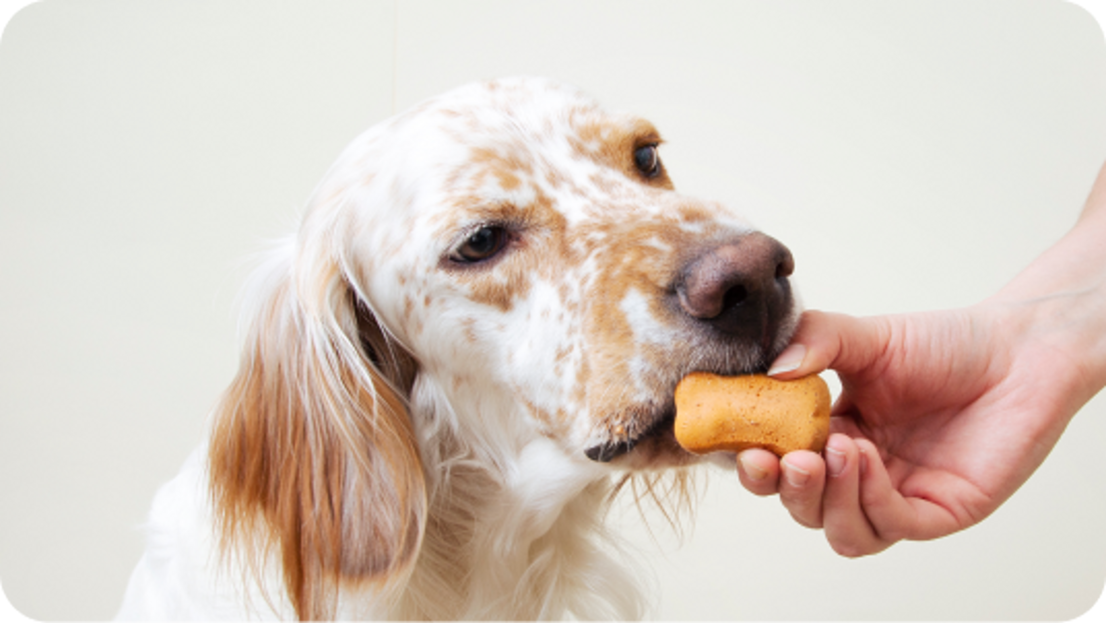 cane che mangia biscotti